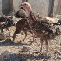 فروش جوجه بوقلمون ۲/۵ماهه برنز اصل (سنگین وزن)