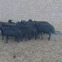 میش قوچ گوسفند افشاری بز