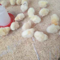 جوجه یک روزه هایلاین سفید تخمگذار