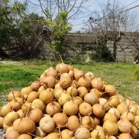 کدو گورد (gourd)