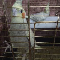 عروس هلندی