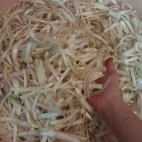 کنکر کوهی