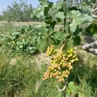 پیوند، درخت نهال پست ه