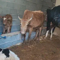 گاو با مانده گودر