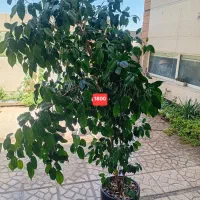 گل و گلدان طبیعی اپارتمانی درختچه شفلرا بنجامین