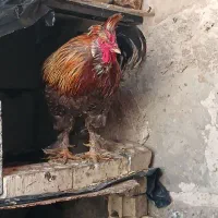 خروس خارجی
