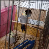 یک جفت عروس هلندی با قفس وباکس