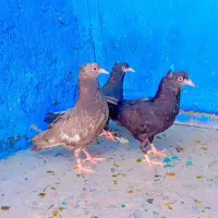 کبوتر|پرنده|فسا, |دیوار