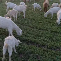 سلام خدمت دوستان شیر بز