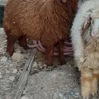 بره نزری پر گوشت