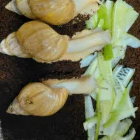 حلزون‌ آلبینو