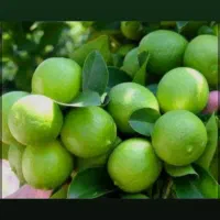 محصول خانگی گیلانی