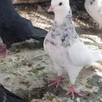 کفتر