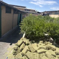 کود گوسفندی تازه درجه ۱ و رایگان