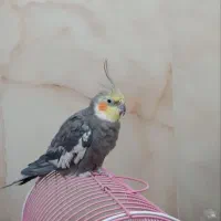 عروس هلندی نر