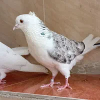 کفتر|پرنده|اندیشه, اندیشه فاز ۴|دیوار