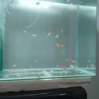 کالر و پنج کوسی