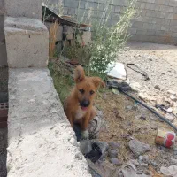 سگ ژرمن اصیل ماده
