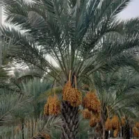 زمینه کشاورزی دو چاه آب داره