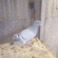 گم شده