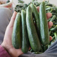 خیار شیرین .مجلسی وخیارشوری