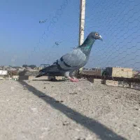 کبوتر|پرنده|نیشابور, مبارکه|دیوار