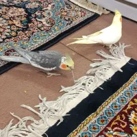 نروماده  همراه جوجه ها 1ماه ونیم خودشان دوتاجوجه