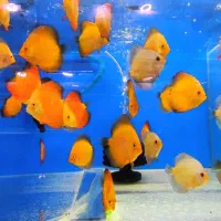 دنیای زیر آب