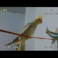 عروس هلندی مولد و سخن گو باهوش