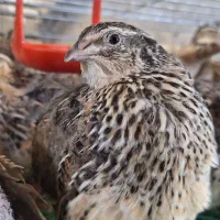 بلدرچین کشتاری