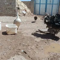 مرغ غاز بوقلمون محلی