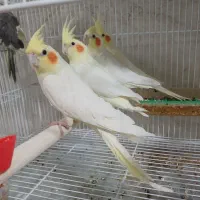 انواع عروس هلندی و مرغ عشق دستی و غیر دستی