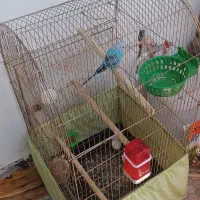 قفس کاسکوبه همراه مرغ عشق