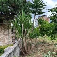 یوکا|گل و گیاه طبیعی|نوشهر, |دیوار