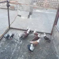 پرنده رنگی آس