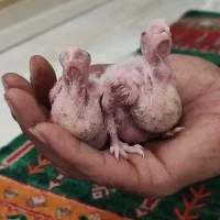 جوجه طوطی  جفت  دوسر البینو