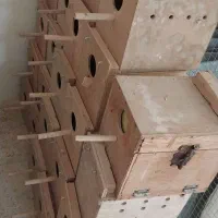 لونه پرنده