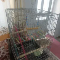 قفس پرنده عروس هلندی کاسکو و غیره