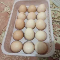 تخم‌مرغ