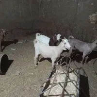 4عدد بز دورگ سانا
