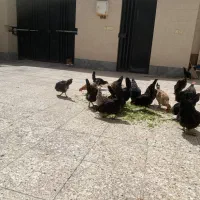 مرغ و خروس  مشکی محلی درجه یک