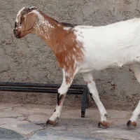 کهره