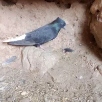 دمب سفید نر پرشی     ساده کاکلی ماده پرشی