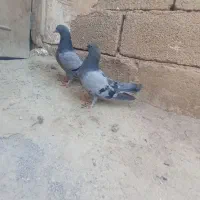 کفتر