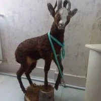 مجسمه