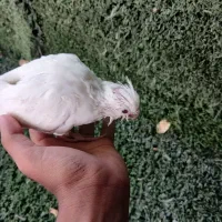 مرغ عشق عروس هلندی جوجه عروس هلندی سرلاکی
