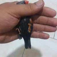 فنچ شارکول