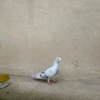 کبوتر پرشی