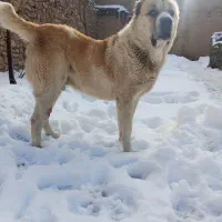 سگ گله گوسفندی