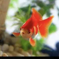 پخش عمده ماهی قرمز گلدفیش